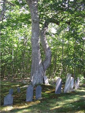 Graveyard Image for The Medium by Noelle Sickels